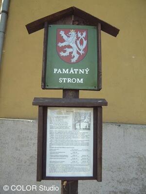 Památné lípy u kaple