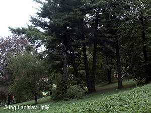 Arboretum Sola gratia, Bystřice pod Hostýnem