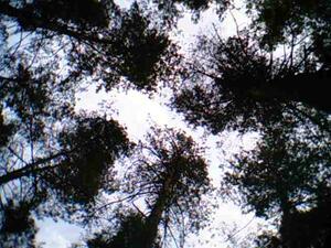 Sky Dancing Tantra