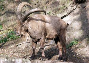 ZOO Praha