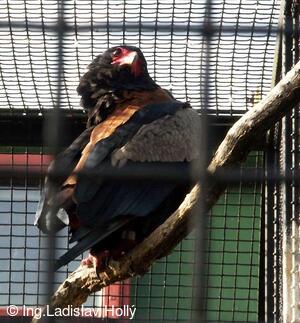 ZOO Praha