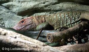 ZOO Praha