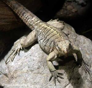 ZOO Praha