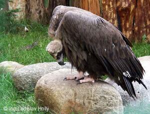 ZOO Praha