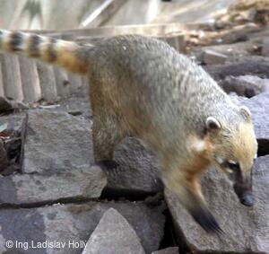 ZOO Praha