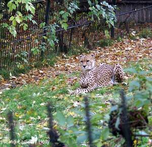 ZOO Praha