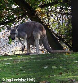 ZOO Praha