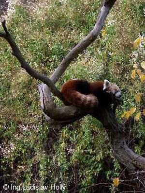 ZOO Praha