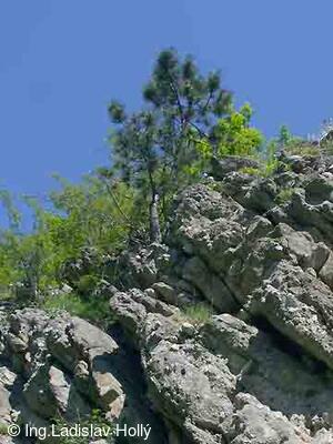 Hrad Starý Jičín 2004-05-21