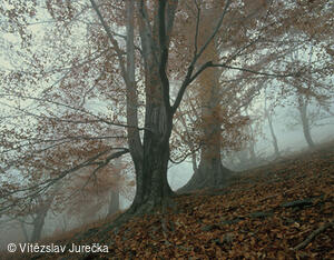 Hukvaldy 036