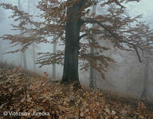 Hukvaldy 038