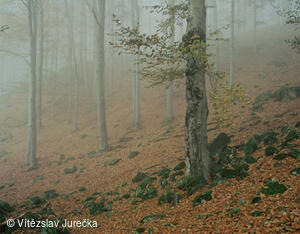 Hukvaldy 040