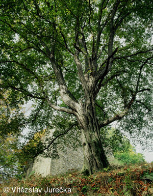 Hukvaldy 078