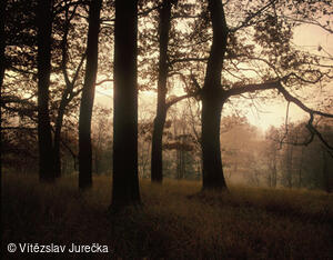 Hukvaldy 067