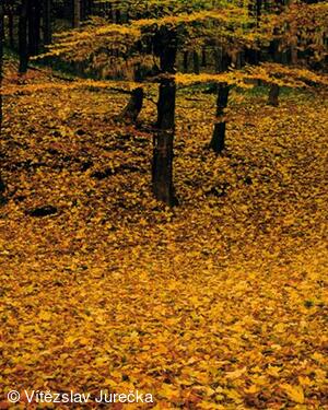 Hukvaldy 011