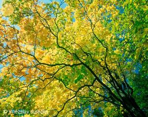 Hukvaldy 019