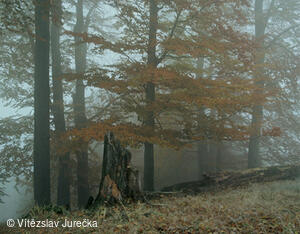 Hukvaldy 045