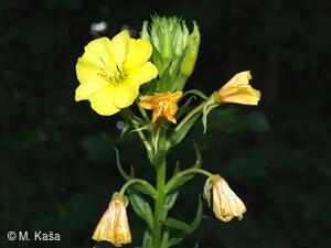 Petřvald