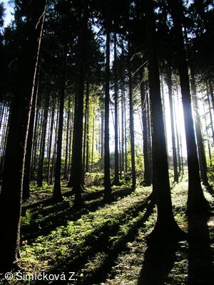stíny