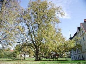 Zámecký park
