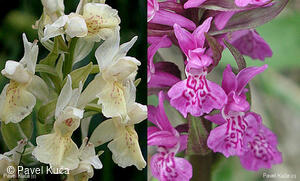Bílé Karpaty, orchideje